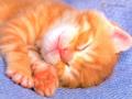sleep 800-600